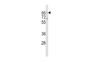 Western blot analysis of CD71 Antibody (C-term) (ABIN650772 and ABIN2850440) in Hela cell line lysates (35 μg/lane). (Transferrin Receptor Antikörper  (C-Term))