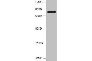 All lanes: Mouse Anti-BSA monoclonal antibody at 1 μg/mL Lane 1:Bovine serum Albumin Predicted band size : 67kd Observed band size : 67kd (BSA Antikörper)