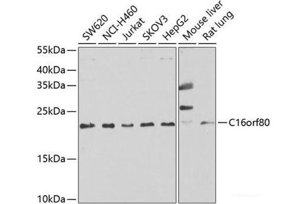 C16orf80 Antikörper