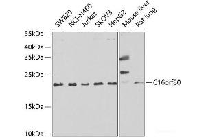 Western blot analysis of extracts of various cell lines using C16orf80 Polyclonal Antibody at dilution of 1:1000. (C16orf80 Antikörper)