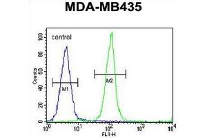 IGKV A18 Antibody (C-term) flow cytometric analysis of MDA-MB435 cells (right histogram) compared to a negative control cell (left histogram). (IGKV A18 Antikörper  (C-Term))