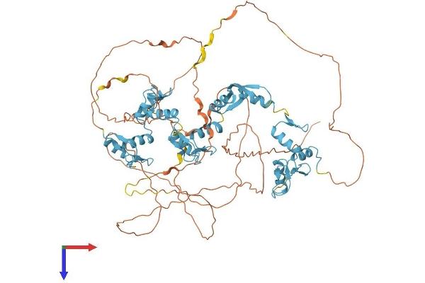 CTCF Protein (AA 1-727) (His tag)