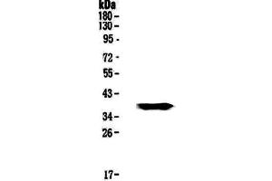 GALE antibody  (AA 1-340)
