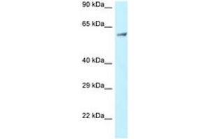 Image no. 1 for anti-Clathrin Interactor 1 (CLINT1) (AA 229-278) antibody (ABIN6747786) (CLINT1 Antikörper  (AA 229-278))
