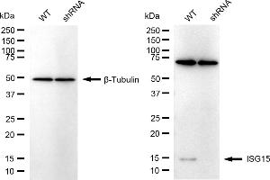 anti-ISG15 Ubiquitin-Like Modifier (ISG15) antibody