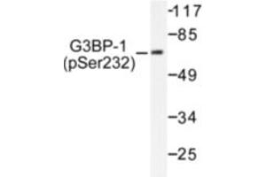 Image no. 1 for anti-GTPase Activating Protein (SH3 Domain) Binding Protein 1 (G3BP1) (pSer232) antibody (ABIN318024) (G3BP1 Antikörper  (pSer232))