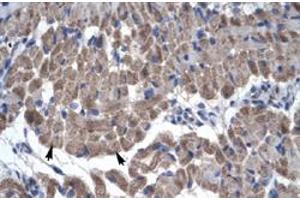 Immunohistochemical staining (Formalin-fixed paraffin-embedded sections) of human muscle with GAS7 polyclonal antibody  at 4-8 ug/mL working concentration. (GAS7 Antikörper  (N-Term))