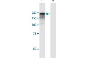 Western Blot analysis of CD109 expression in transfected 293T cell line by CD109 MaxPab polyclonal antibody. (CD109 Antikörper  (AA 1-1445))