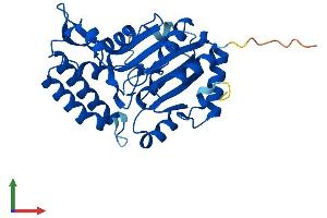 Protein Structure (PS) image for 5'-Nucleotidase, Cytosolic III-Like (NT5C3L) (AA 1-300) protein (His tag) (ABIN7551913)
