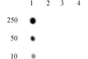 RNA Pol II CTD phospho Thr4 pAb tested by dot blot analysis. (Rpb1 CTD Antikörper  (pThr4))