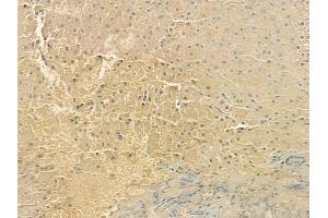 ABIN6262549 and ABIN6276945 at 1/100 staining human normal liver tissue by IHC-P.