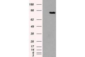 HEK293T cells were transfected with the pCMV6-ENTRY control (Left lane) or pCMV6-ENTRY PROM2 (Right lane) cDNA for 48 hrs and lysed. (Prominin 2 Antikörper)