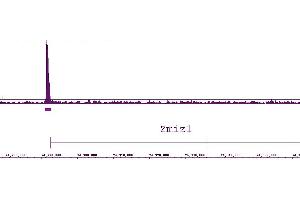 LXR-a antibody (pAb) tested by ChIP-chip. (LXR-alpha (N-Term) Antikörper)