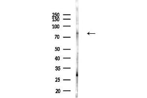 anti-CREB Regulated Transcription Coactivator 2 (CRTC2) (pSer275) antibody