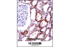 CD70 Antibody immunohistochemistry analysis in formalin fixed and paraffin embedded human kidney tissue followed by peroxidase conjugation of the secondary antibody and DAB staining. (CD70 Antikörper  (AA 72-101))