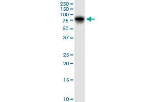LGALS3BP MaxPab polyclonal antibody. (LGALS3BP Antikörper  (AA 1-585))