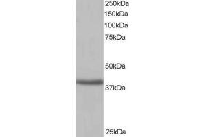 ABIN185191 (1µg/ml) staining of Human Kidney lysate (35µg protein in RIPA buffer). (SIRT4 Antikörper  (C-Term))