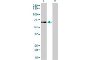 Western Blotting (WB) image for anti-Glutamate-Cysteine Ligase, Catalytic Subunit (GCLC) (AA 528-637) antibody (ABIN561050)