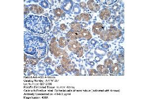 Rabbit Anti-ASS Antibody  Paraffin Embedded Tissue: Human Kidney Cellular Data: Epithelial cells of renal tubule Antibody Concentration: 4. (ASS1 Antikörper  (C-Term))