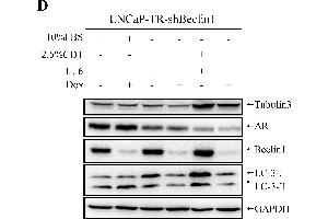 Western Blotting (WB) image for anti-Glyceraldehyde-3-Phosphate Dehydrogenase (GAPDH) antibody (ABIN2857072)