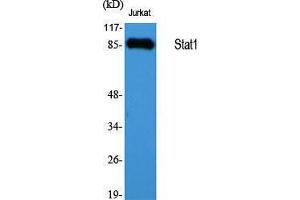 Western Blotting (WB) image for anti-Signal Transducer and Activator of Transcription 1, 91kDa (STAT1) (Internal Region) antibody (ABIN3177538) (STAT1 Antikörper  (Internal Region))