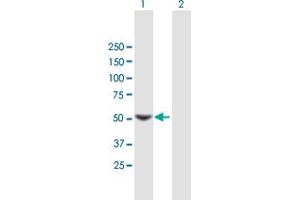 Western Blot analysis of SC65 expression in transfected 293T cell line by SC65 MaxPab polyclonal antibody.