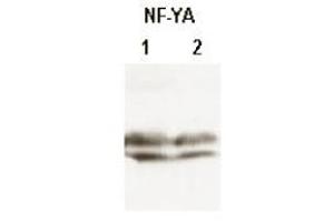 CHO-7 cells were cultured in the absence (1) or presence (2) of cholesterol. (NFYA Antikörper  (N-Term))