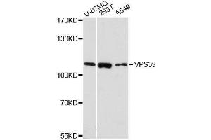 Western blot analysis of extracts of various cell lines, using VPS39 antibody. (VPS39 Antikörper  (AA 606-875))