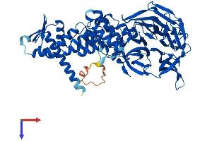 Kelch-like protein 41 (KLHL41) (AA 1-606) protein (His tag)