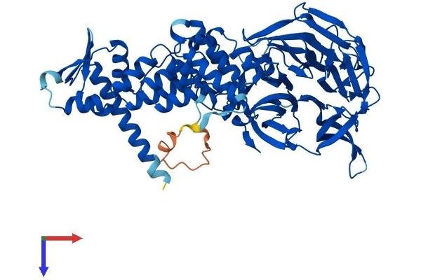 Kelch-like protein 41 (KLHL41) (AA 1-606) protein (His tag)