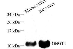 Western blot analysis of GBG1 (ABIN7073994) at dilution of 1: 500