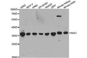 Western blot analysis of extracts of various cell lines, using HAX1 antibody (ABIN5973233) at 1/1000 dilution. (HAX1 Antikörper)