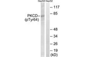 Western blot analysis of extracts from HepG2 cells treated with PMA 125ng/ml 30', using PKCD (Phospho-Tyr64) Antibody. (PKC delta Antikörper  (pTyr64))