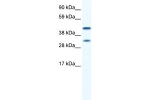 Western Blotting (WB) image for anti-Gap Junction Protein, alpha 1, 43kDa (GJA1) antibody (ABIN2461382) (Connexin 43/GJA1 Antikörper)