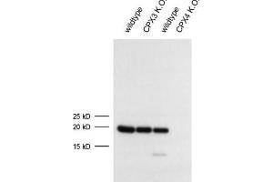 dilution: 1 : 1000 (ECL), sample: mouse retina extract (Complexin 4 Antikörper)