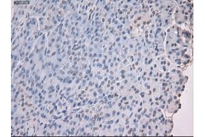 Immunohistochemical staining of paraffin-embedded kidney using anti-Nog (ABIN2452676) mouse monoclonal antibody. (NOG Antikörper  (AA 28-232))