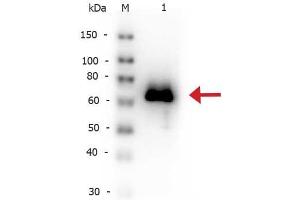 Western Blot of Rabbit anti-Glucose Oxidase antibody Biotin Conjugated. (Glucose Oxidase Antikörper  (Biotin))