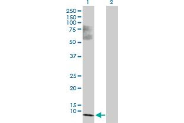 SS18L2 antibody  (AA 1-77)
