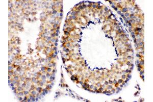 Smac/Diablo was detected in paraffin-embedded sections of mouse testis tissues using rabbit anti- Smac/Diablo Antigen Affinity purified polyclonal antibody at 1 μg/mL. (DIABLO Antikörper  (AA 56-239))