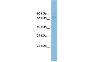 WB Suggested Anti-ZNF816A Antibody Titration: 0.