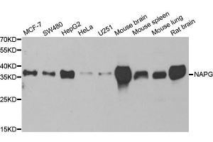 Western blot analysis of extracts of various cell lines, using NAPG antibody. (NAPG Antikörper  (AA 1-312))