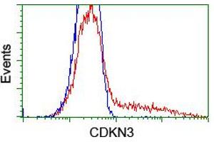 HEK293T cells transfected with either RC213080 overexpress plasmid (Red) or empty vector control plasmid (Blue) were immunostained by anti-CDKN3 antibody (ABIN2455054), and then analyzed by flow cytometry. (CDKN3 Antikörper)