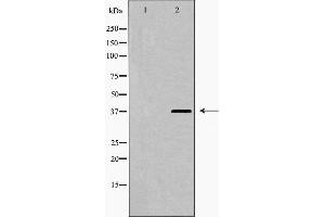 Western blot analysis of hnRPD (Phospho-Ser83) expression in 293 cell extract. (HNRNPD/AUF1 Antikörper  (pSer83))