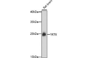 Western blot analysis of extracts of rat brain, using YKT6 antibody (ABIN7271423) at 1:1000 dilution. (YKT6 Antikörper)