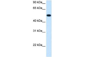 BHMT antibody used at 1.