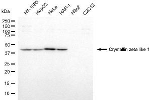 Western blotting analysis using crystallin zeta like 1 antibody (ABIN7798170).