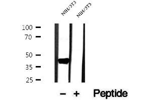 Western blot analysis of extracts of NIH/3T3 cells, using OXA1L antibody. (OXA1L Antikörper  (C-Term))
