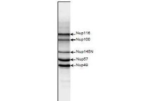 Western Blotting (WB) image for anti-Nucleoporin 98kDa (NUP98) (AA 1-466) antibody (ABIN2452066)