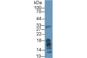 Western blot analysis of Mouse Liver lysate, using Human MGL Antibody (1 µg/ml) and HRP-conjugated Goat Anti-Rabbit antibody ( (MGLL Antikörper  (AA 1-303))