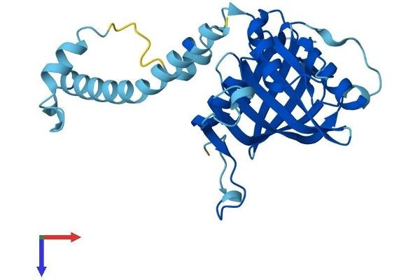 IMP4 Protein (AA 1-291) (His tag)